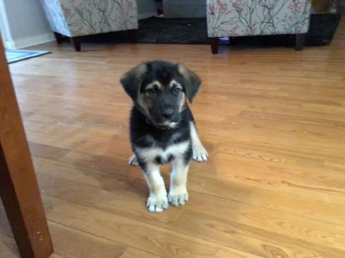 My Dog As A Puppy!!