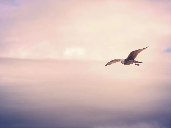 Gull At Sunset