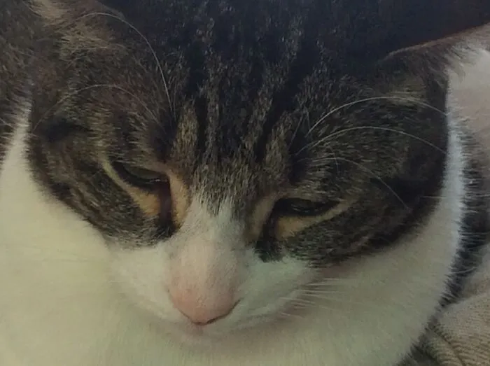 My Cats..