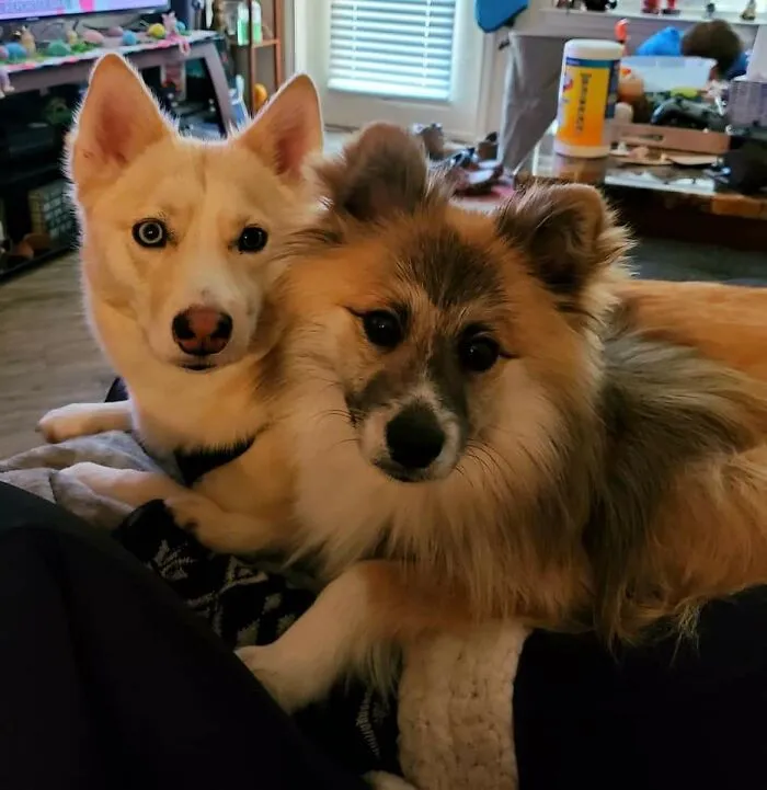 Somehow They Get 1000 Times Cuter When You Have Food.