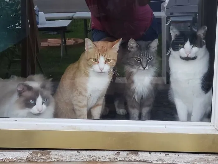 Kobe, Tigger, Fluffy, And Sam