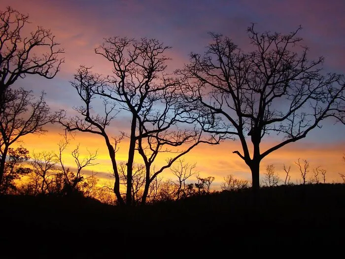 My All Time Favourite, Shot As The Sun Set And We Drove Through A National Park.