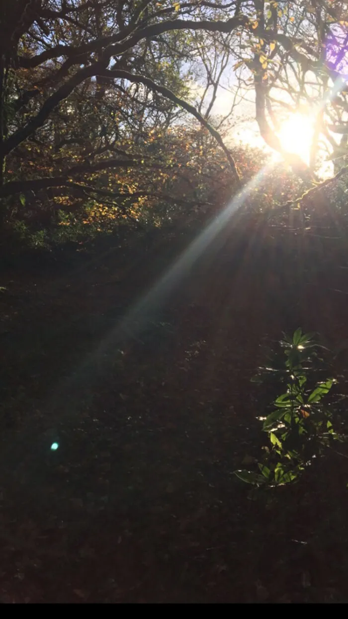 I Took This Picture On My I Phone 6s While Taking My Dog For A Walk Last Year In The Woods Near My House.
