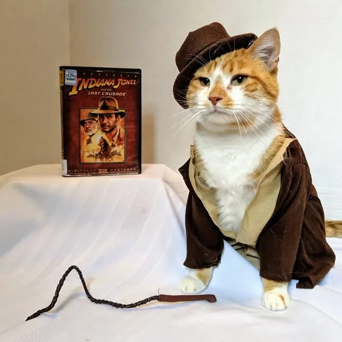 This Library Attracts The Public By Dressing Up One Librarian's Cat As Literary And Movie Icons (100 Pics)