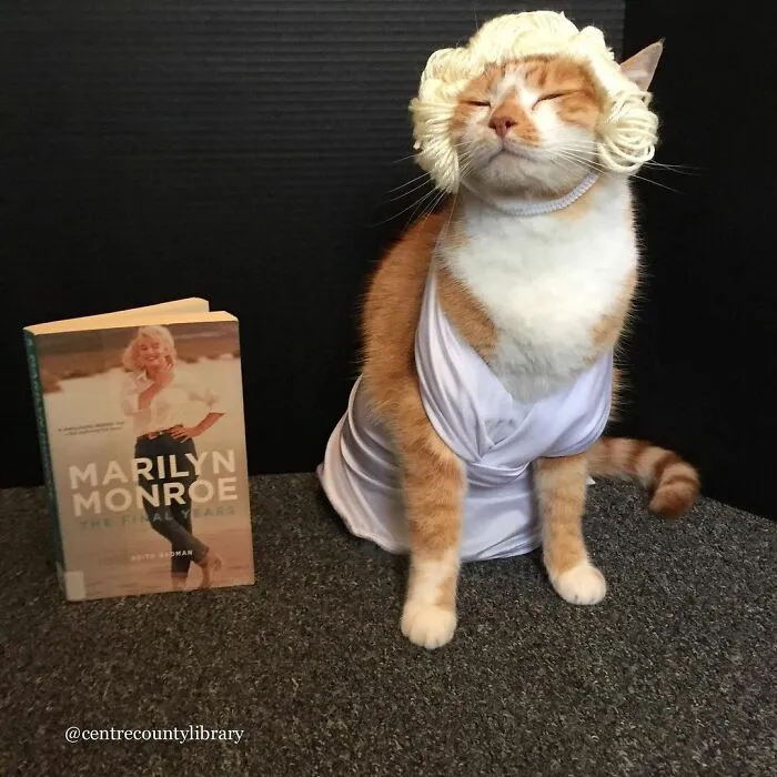 This Library Attracts The Public By Dressing Up One Librarian's Cat As Literary And Movie Icons (100 Pics)