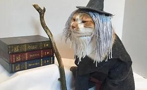 This Library Attracts The Public By Dressing Up One Librarian's Cat As Literary And Movie Icons (100 Pics)