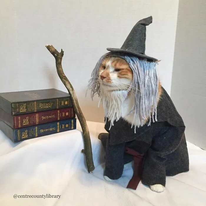 This Library Attracts The Public By Dressing Up One Librarian's Cat As Literary And Movie Icons (100 Pics)