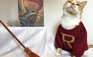 This Library Attracts The Public By Dressing Up One Librarian's Cat As Literary And Movie Icons (100 Pics)