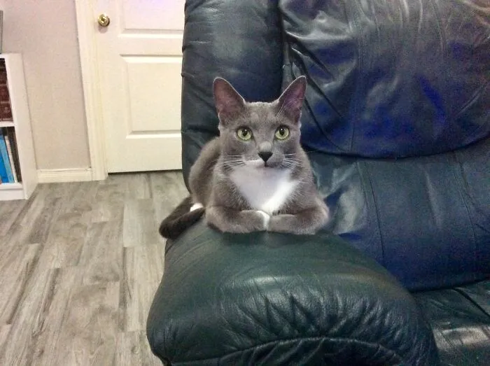 Our Gigi Who Has A French Chef's White Moustache On One Side Of He Lip.  She Is Such A Wonderful Cat.