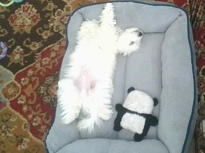Hey Pandas, Post A Picture Of Your Pet Sleeping In A Weird Position