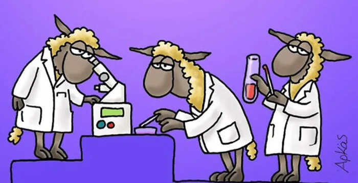Sheep