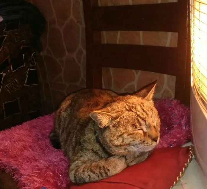 This Is "Kitty" Loaf. She Loved Baking In Winters Like This. I Miss Her So Much. 2010-2021.