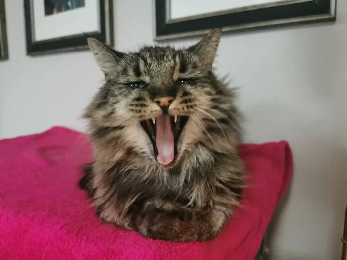 Sleepy Loaf