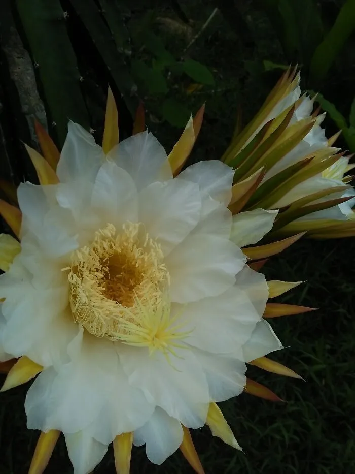 Dragon Fruit Flower