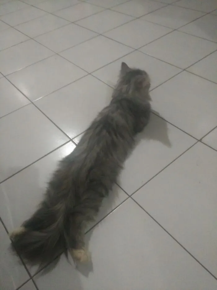 Long Boi