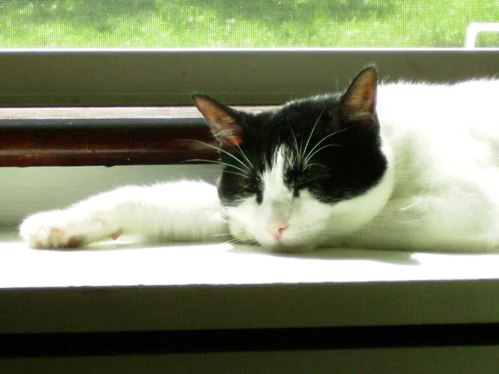 Scout In Repose