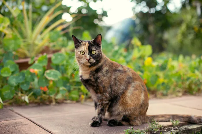 Gem In The Garden