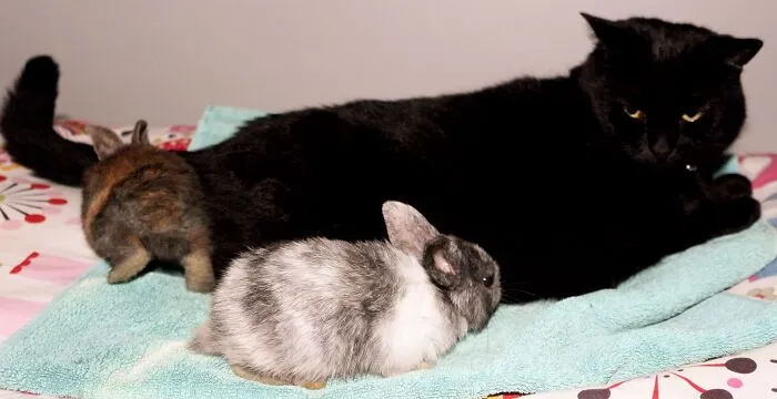 Spiral Being A Protector For The Bunnies
