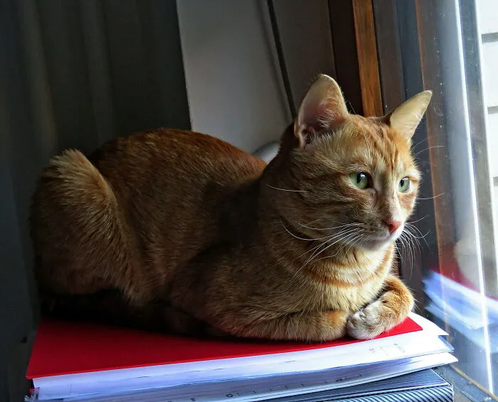 I Hope This Counts As A Cat Loaf Position 🥰
