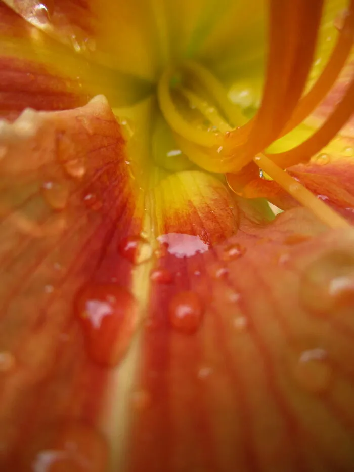 Macro Of A Daylily After Rain