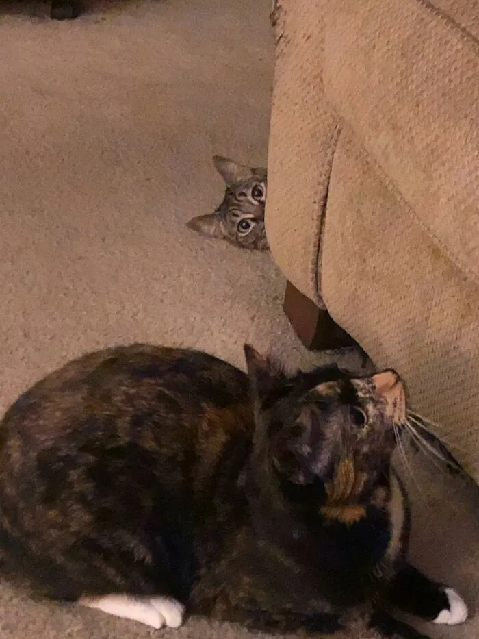 Peek A Boo!