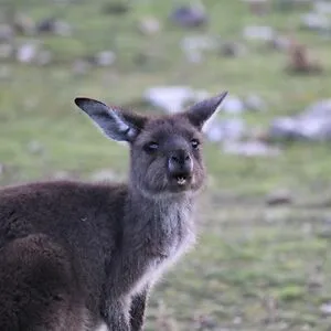 HalfFinnishedAustralian