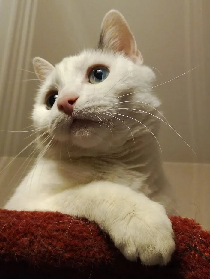 My Supermodel