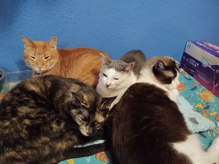Multi-Loafs