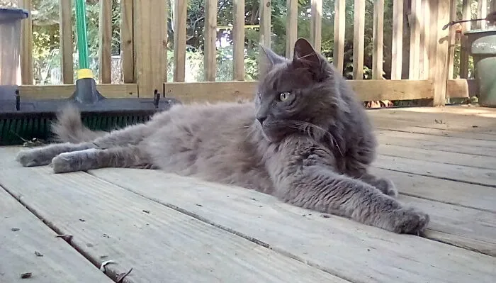 My Beautiful Lemur