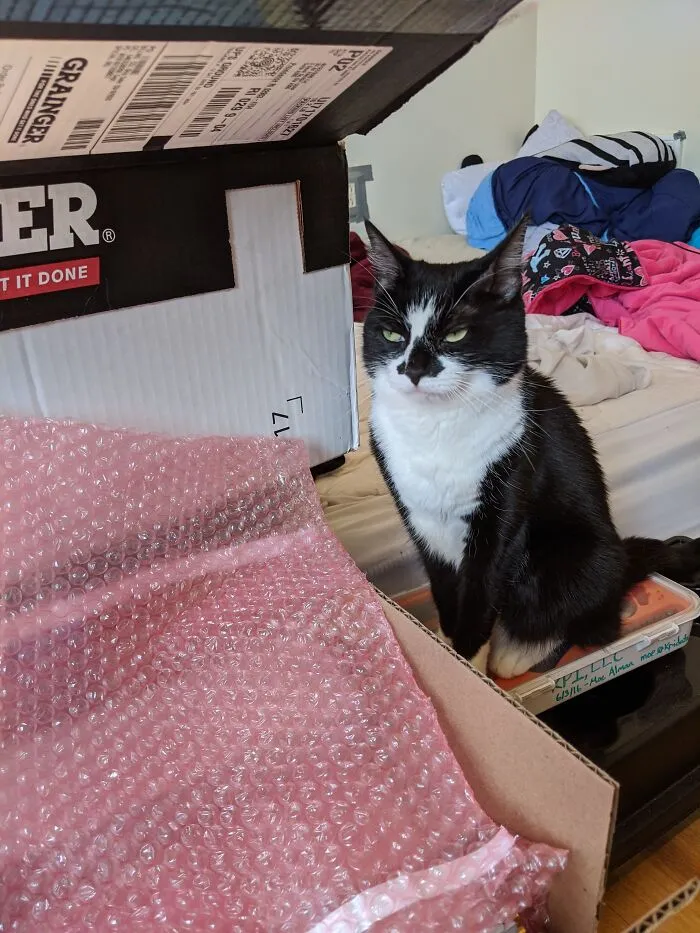 "This Crinkly Snack Is Subpar, Human. Fetch Me A Replacement"