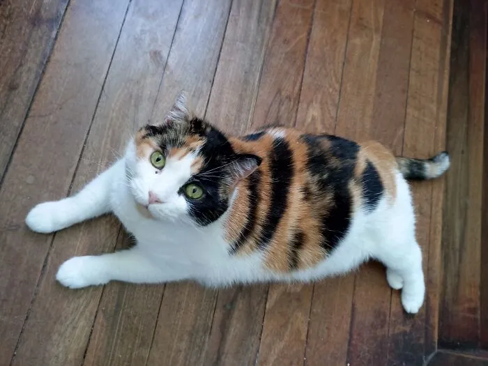 My Beautiful Puru
