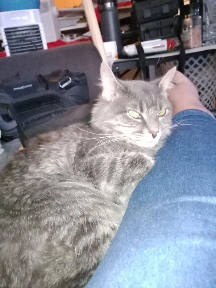 My Five Year Old Thunder. Comes Running When My Phone Goes Off