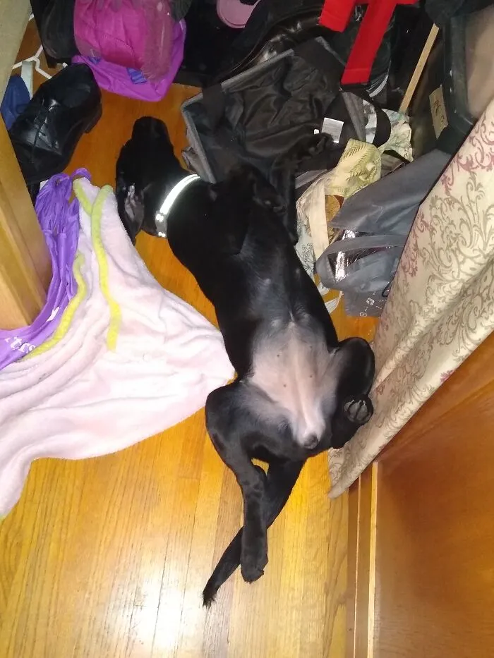 My Dog (Esther) Sleeping