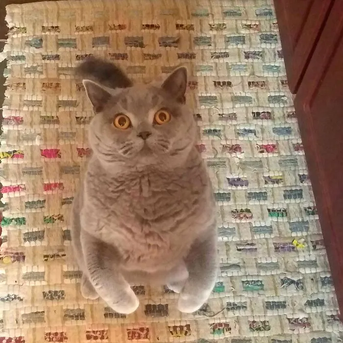 Begging For Treats