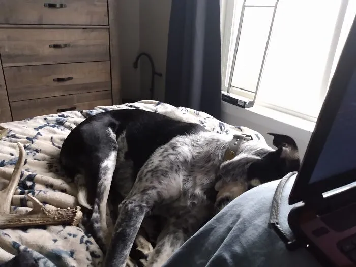 Blu Bird Cuddling
