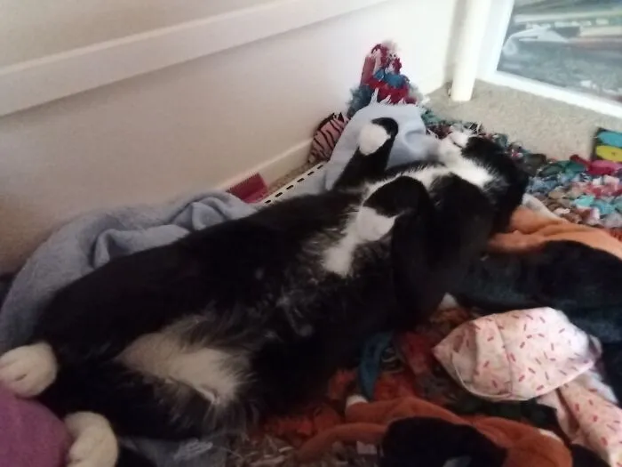 My Adopted Cat. He Was A Stray With A Broken Tail And Someone Took Care Of Him For Awhile But It Was Difficult . This Is My Buddy Charlie Now