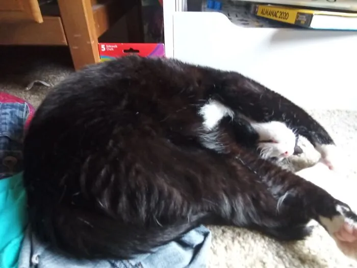 He Usually Sleeps Like This..*random Cat Alien Feedback Noises*