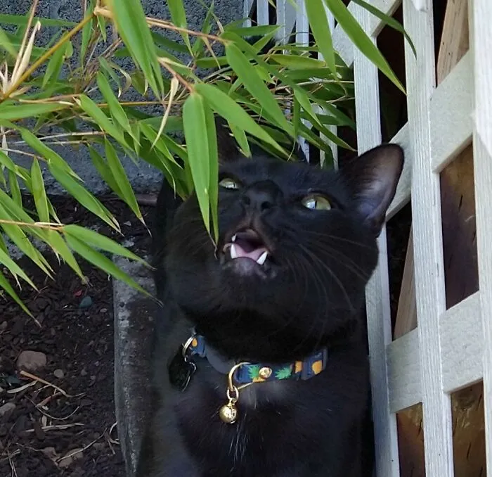 Jelly The Majestic