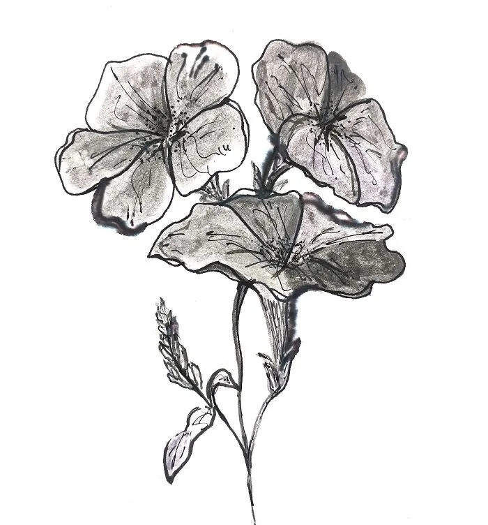 Grey Springs