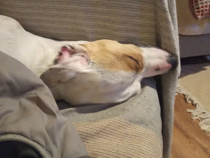 Tonk The Terrier. Been A Hard Day...