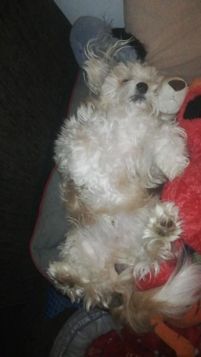 Chewbacca Crashed Out With Elmo And All His Other Friends