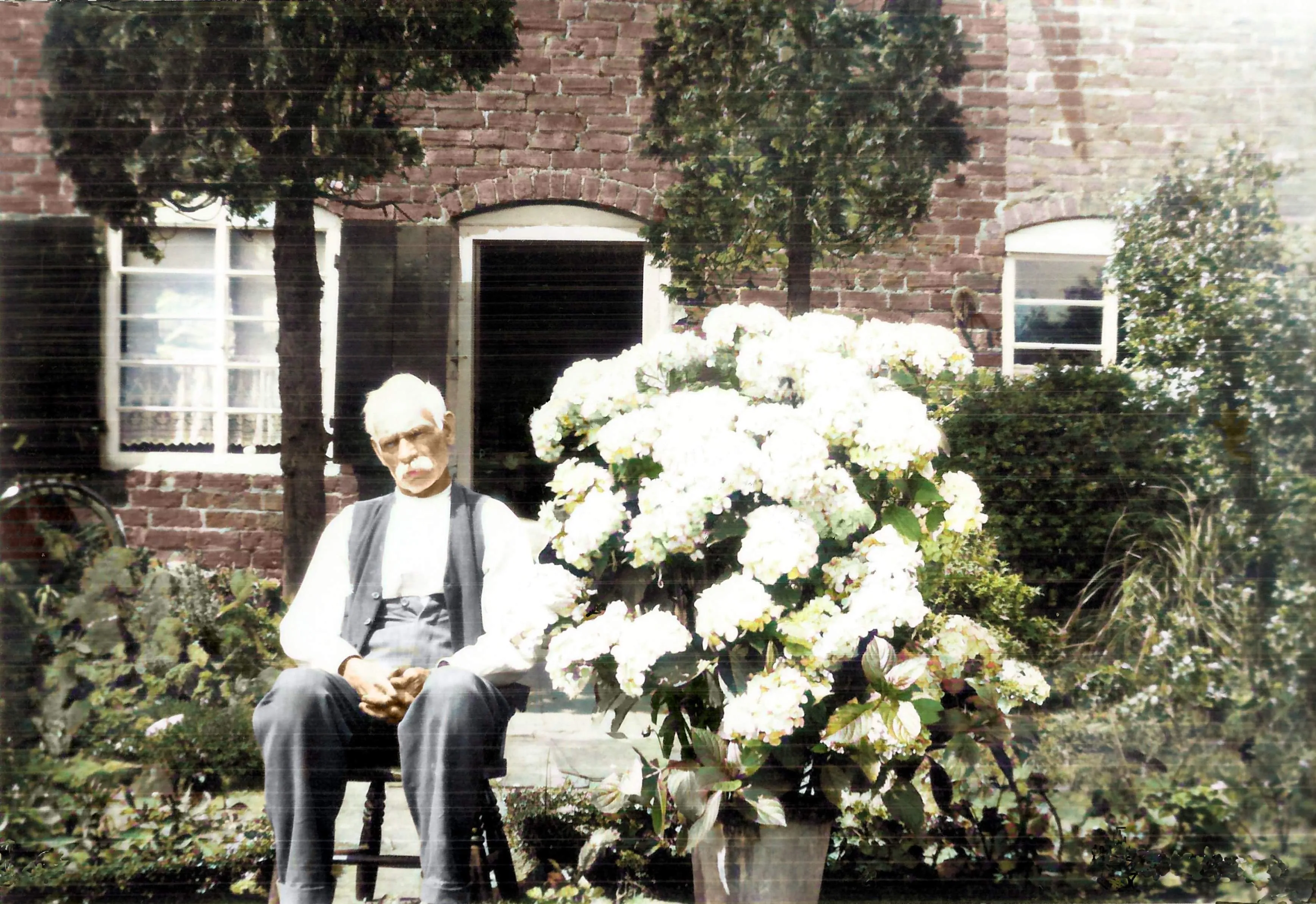 William's Prized Hydrangeas