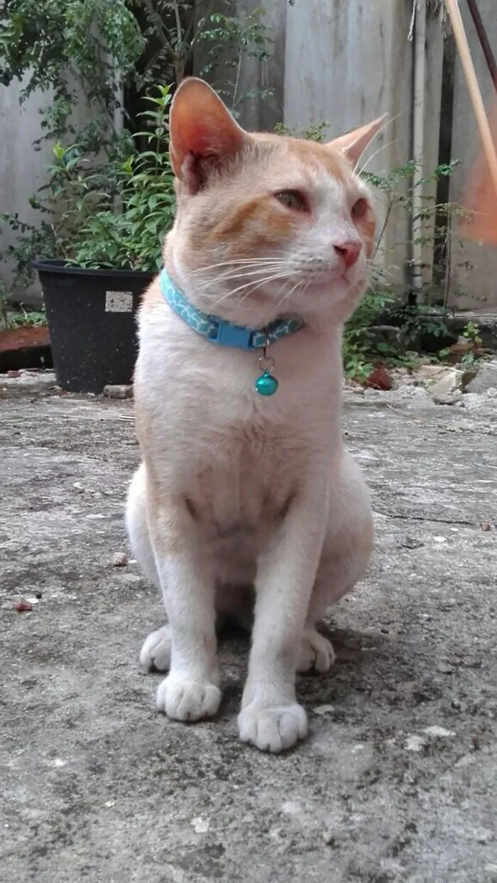 Dapper Who Was Taken From Us Too Soon. Miss You Buddy :(