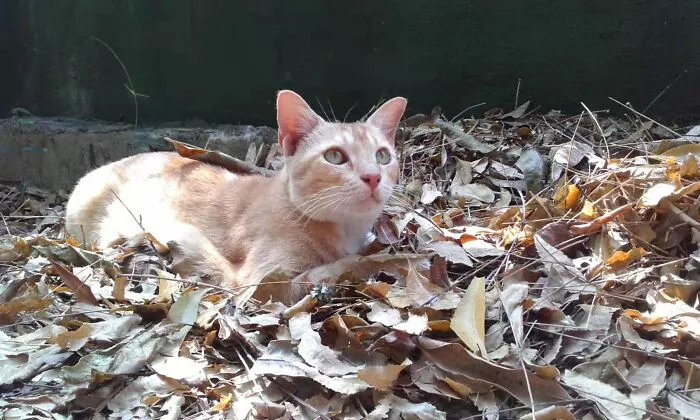 Mommy Puss. We Miss You :(