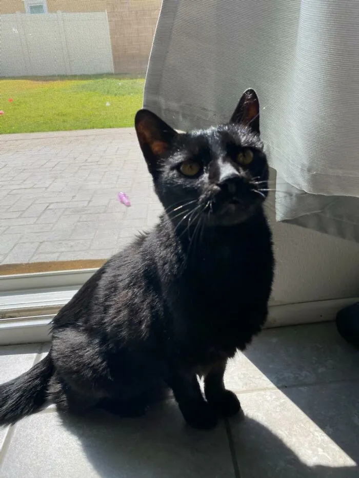 This Cat Left Us About A Year Ago. He Made Us Happy For 15 Years