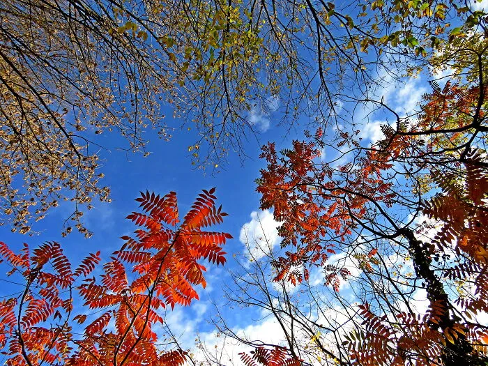 Autumn Colors