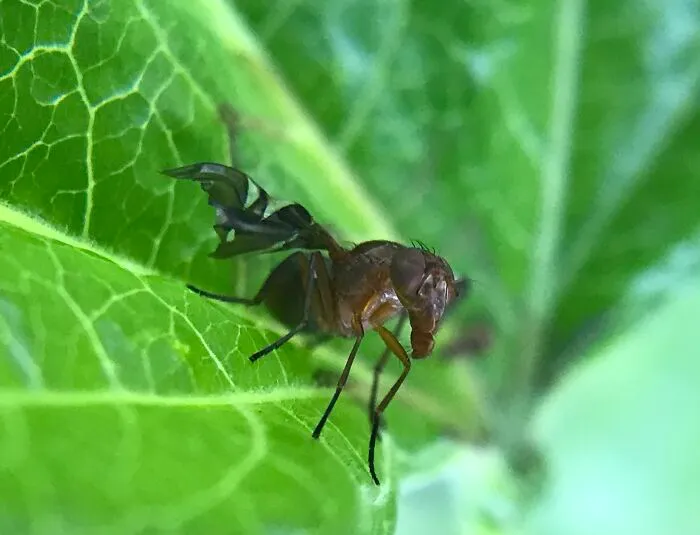 Interesting Fly Found In My Garden,  Anyone Know That Name?