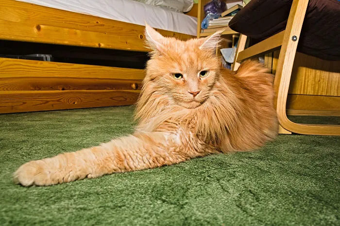 At Least Candy Is Not Sitting On A Brown Carpet (He Has Perfect Camouflage On That :d)
