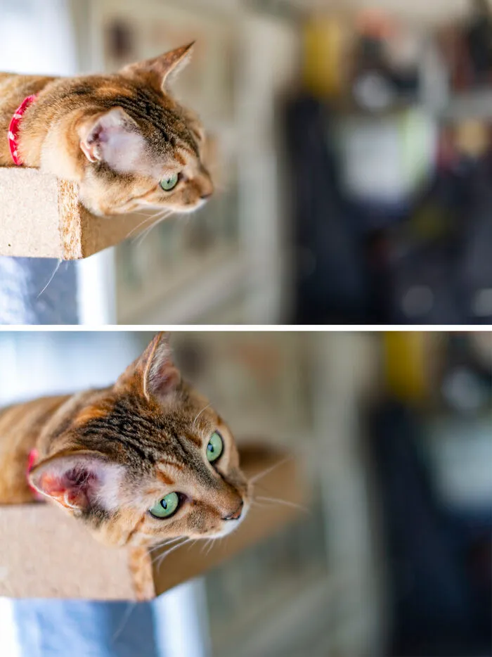 My Cat Kanoko