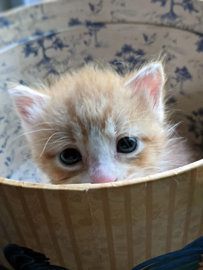 Found Him In The Trash. Now He Sleeps On The Bed.
